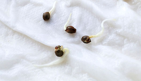 Avoiding Common Mistakes When Growing Cannabis at Home – The Paper Towel Method to Sprout Cannabis Seeds