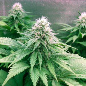 GROWCASE flowering stage occurs when light cycle is set to 12 hours of light and 12 hours of uninterrupted darkness. Cannabis plants begin to develop buds during this stage