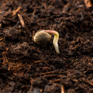 The Pathway To The Perfect Grow Germination