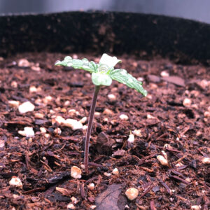 GROWCASE young cannabis plants developing their first set of leaves called cotyledons