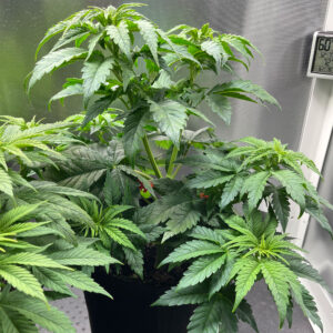 GROWCASE vegetative stage, cannabis plants focus on leaf and stem growth